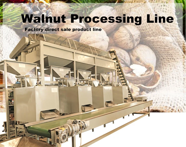 Automatic Black Walnut Cracker Nut Crusher Shell and Kernel Separator Machine