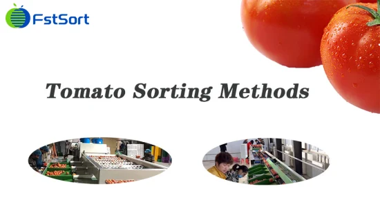 Máquina calibradora de classificação de frutas e vegetais tangerina tangerina tomate