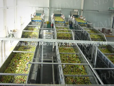 Máquinas de lavar e classificar frutas frescas Máquinas de linha completa de classificação de frutas em alta velocidade e condições de trabalho incríveis