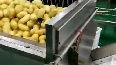 1200 kg/h Máquina automática de descascar batatas para vegetais e frutas